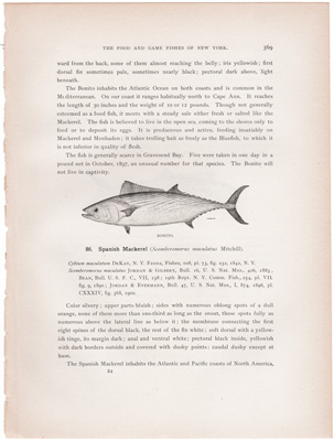 BONITO / SPANISH MACKEREL